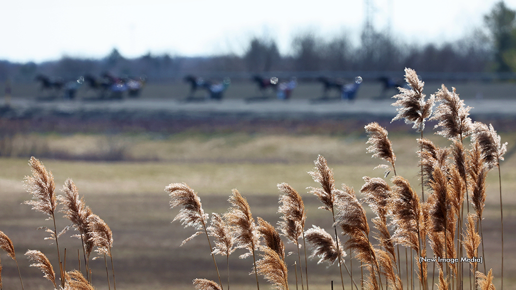 Horses qualifying in the distance at Woodbine Mohawk Park