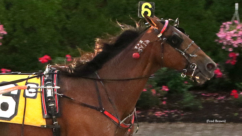 In The Spotlight N winning at Tioga Downs