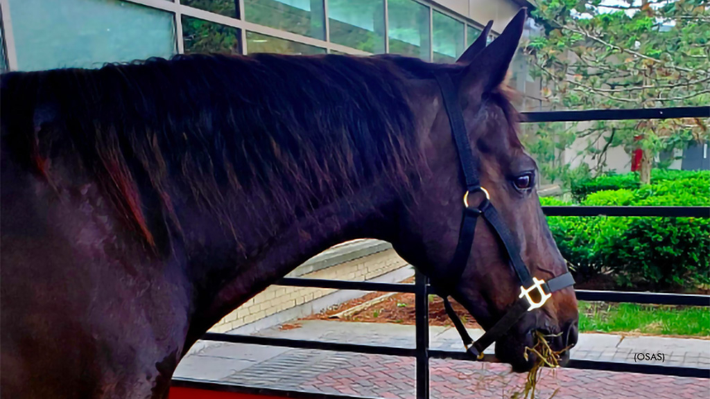 Reverend Hanover at Woodbine Mohawk Park