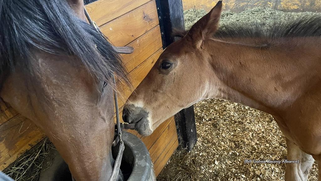 A mare and foal