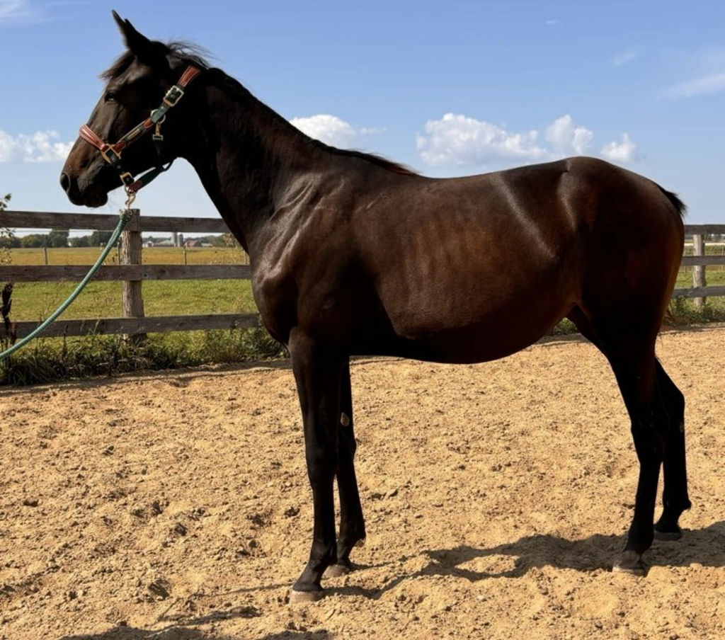 Southriver Dahlia REDUCED Standardbred Canada