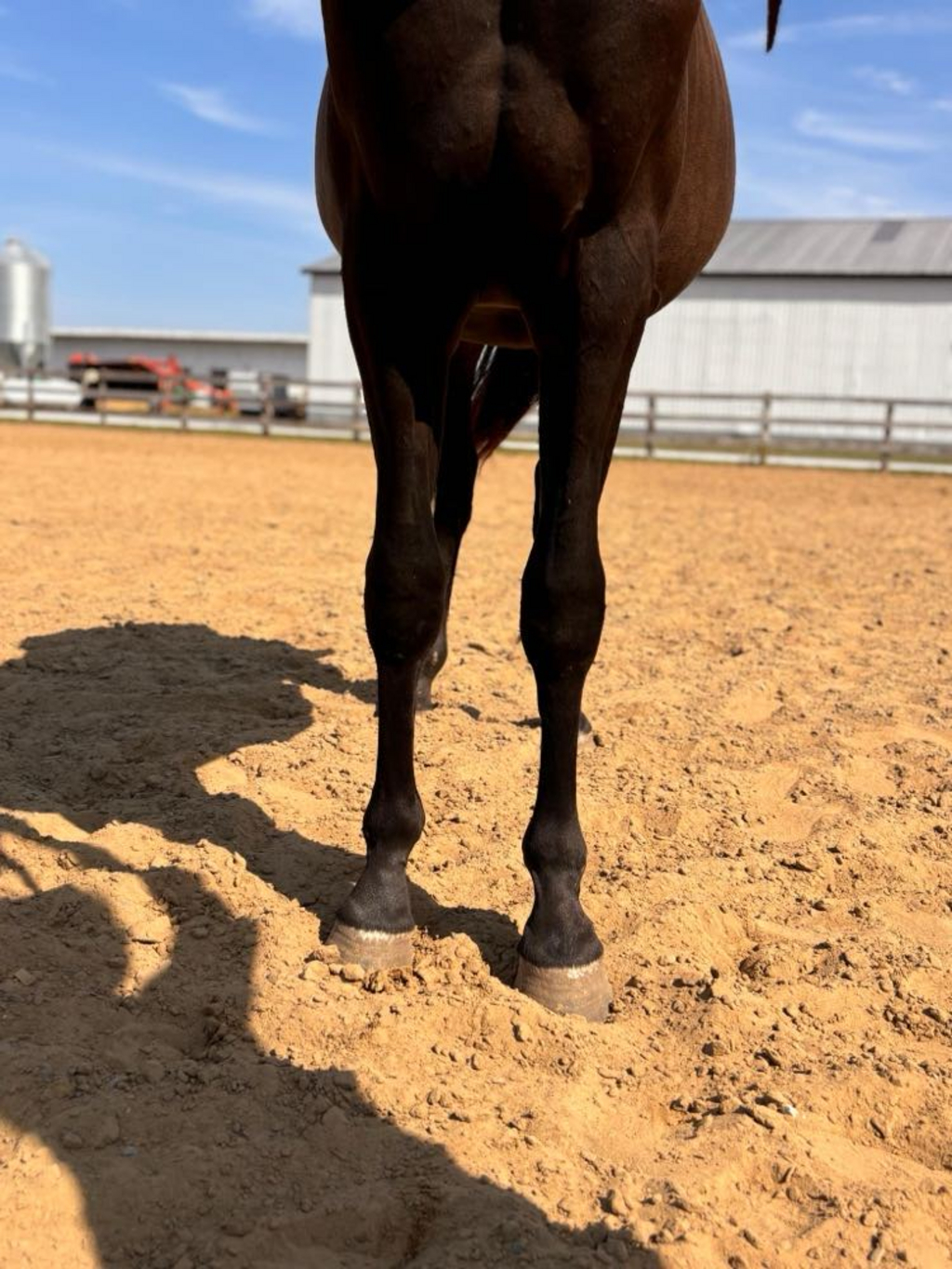 Southriver Dahlia REDUCED Standardbred Canada