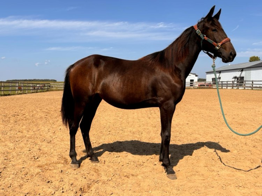 Southriver Dahlia REDUCED Standardbred Canada