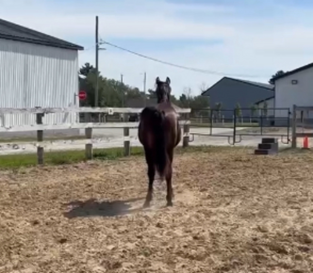 Southriver Dahlia REDUCED Standardbred Canada