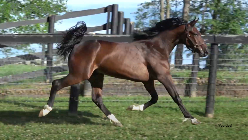 Oppenheimer Tops Goshen Yearling Sale Standardbred Canada