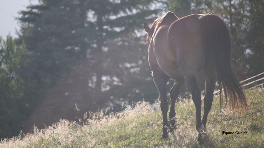 A senior horse in a field