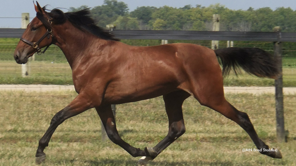 Neigh Brr Lady as a yearling