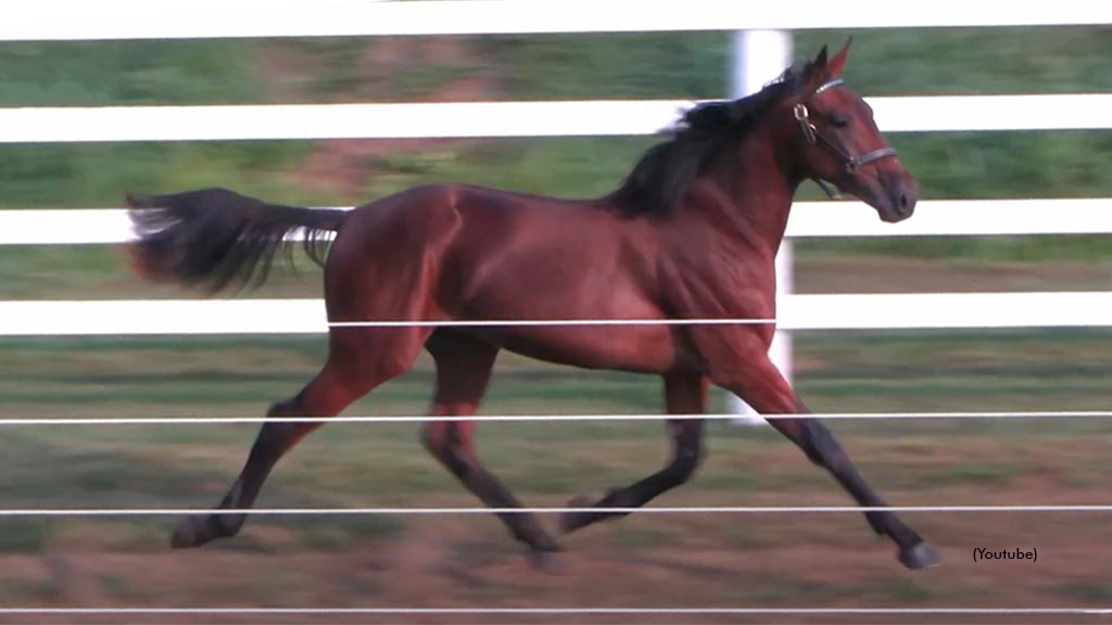 Saulsbrook Big Dog as a yearling