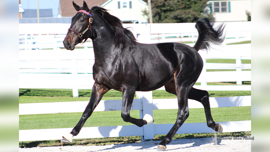 Cambridge Hanover as a yearling