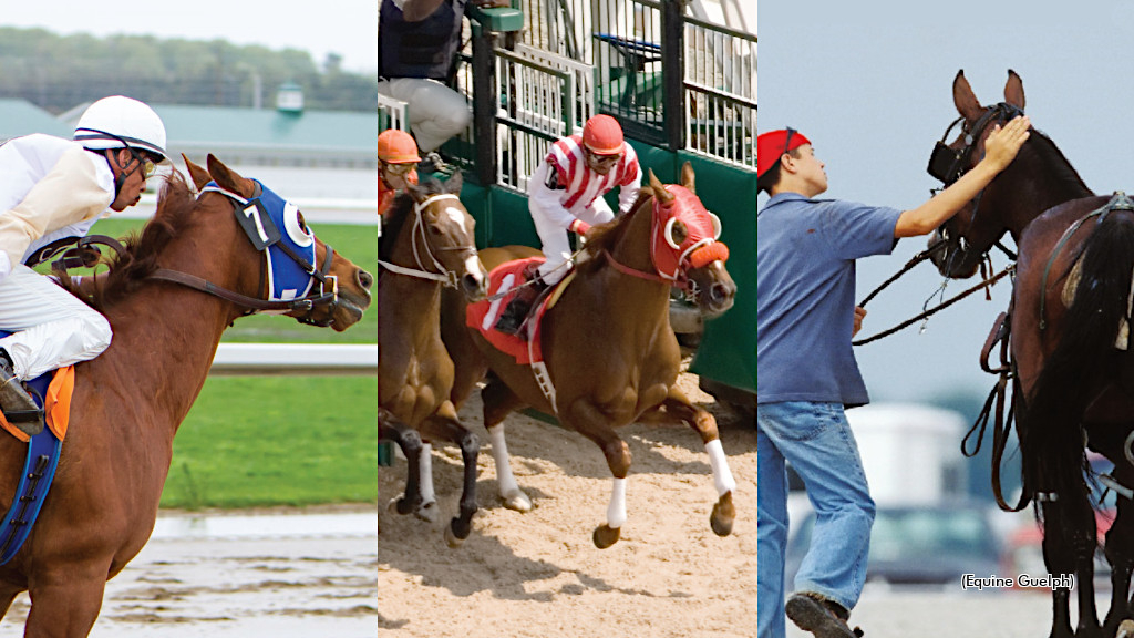 Equine Guelph