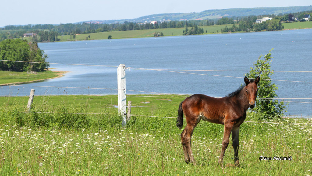 A foal by the water in P.E.I.