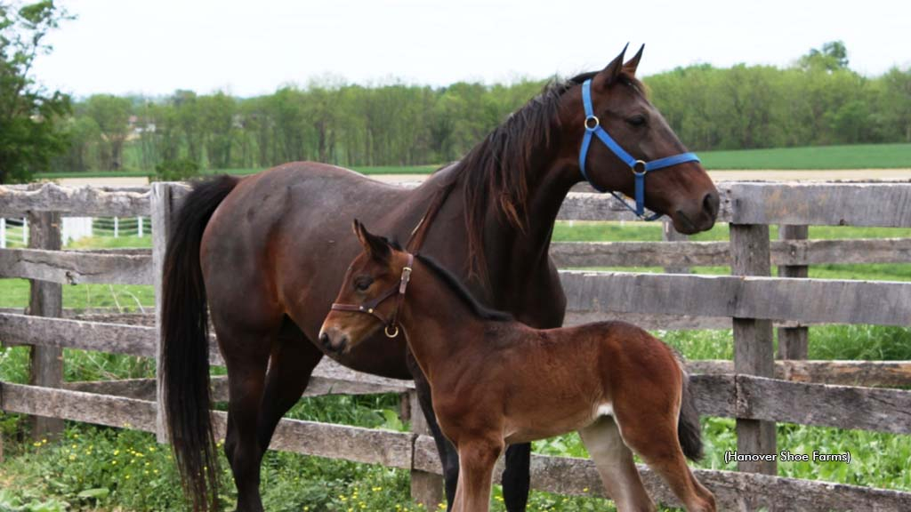 Go On BB with Geremel Hanover as a foal