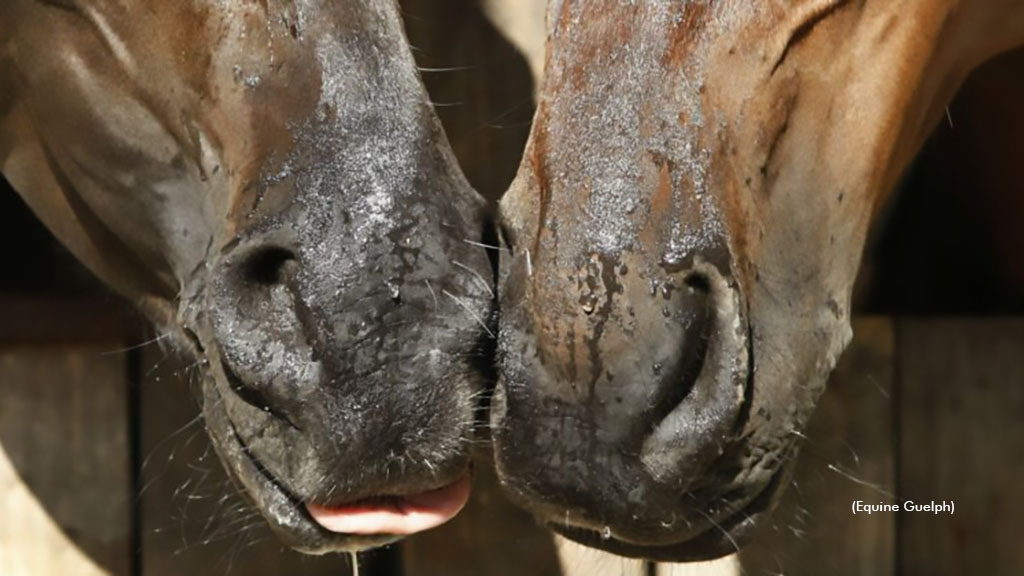 Horse noses