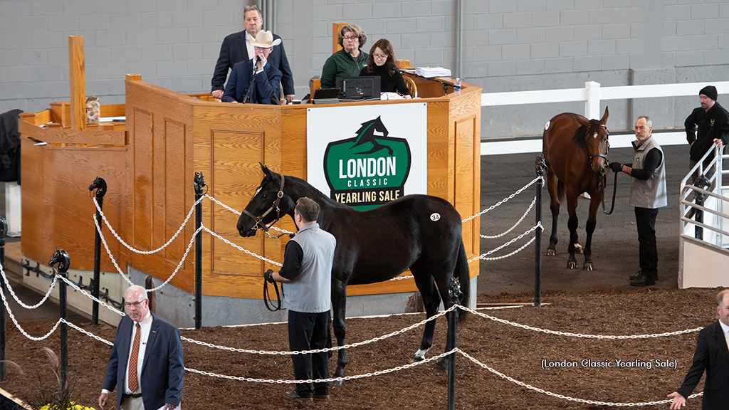 A Standardbred selling at the 2024 London Classic Yearling Sale