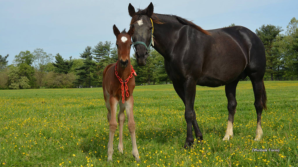 Broodmare Thong in 2017 with Art Major filly Kitty Hoyne