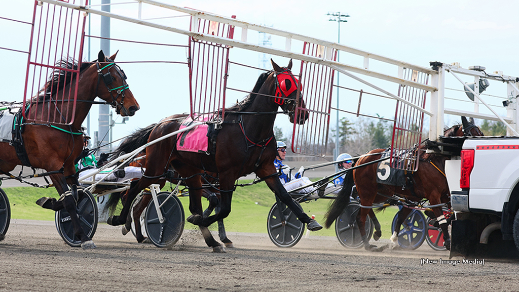 Horses behind the gate for qualifiers at Woodbine Mohawk Park