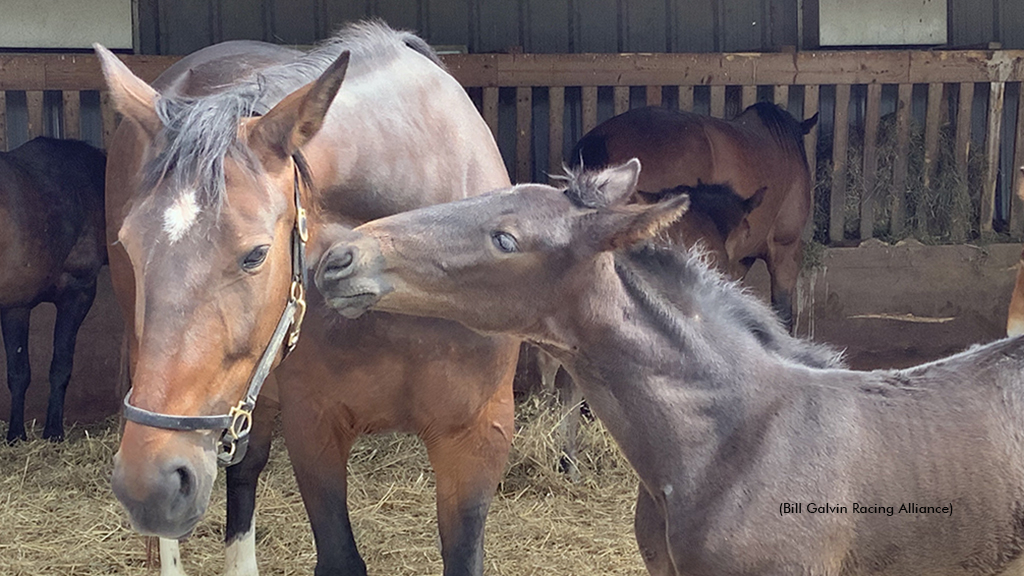 Horses at Tom Rankin's farm, pictured during the 2024 Open House event