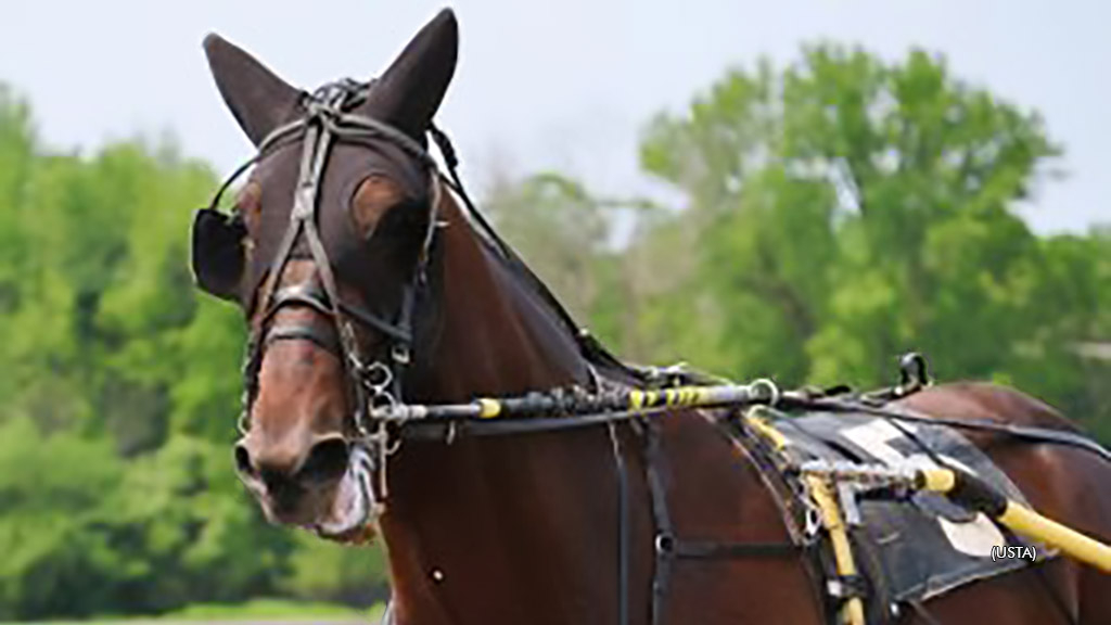 Frantic Hanover at Gaitway Farm