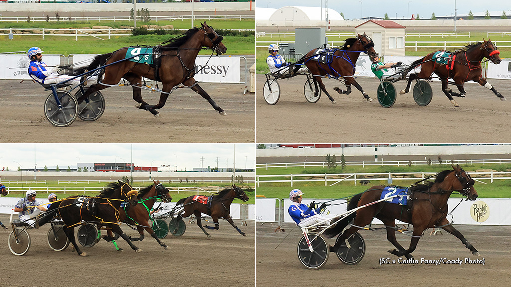 Clockwise from the top left: Hands Off Harry, Momas Work Of Art, Custard Dolce and Hurrikane Alley