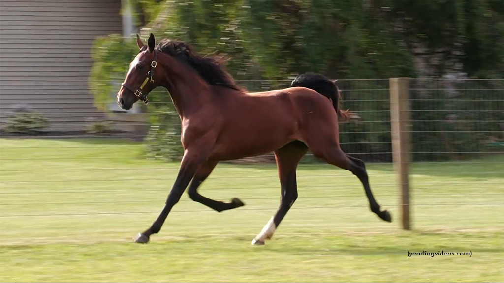 Aunt Indy as a yearling