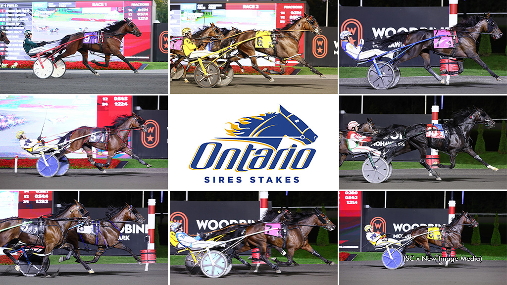 All eight Grassroots winners in a collage