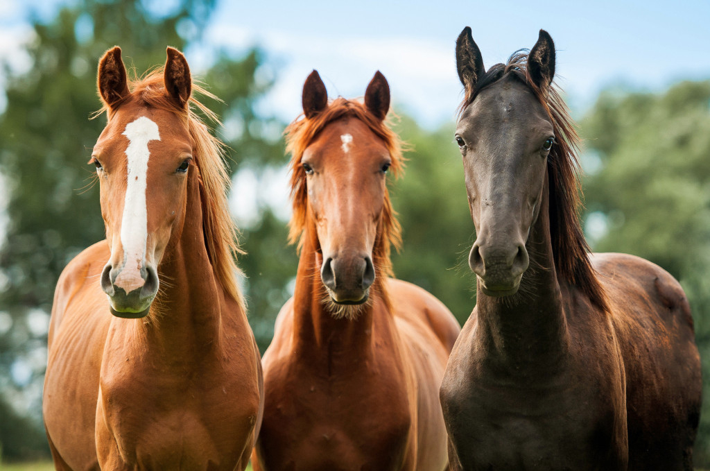 Horses
