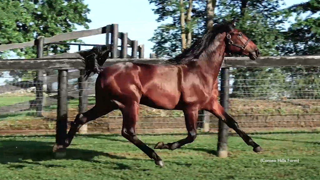 Strapped as a yearling