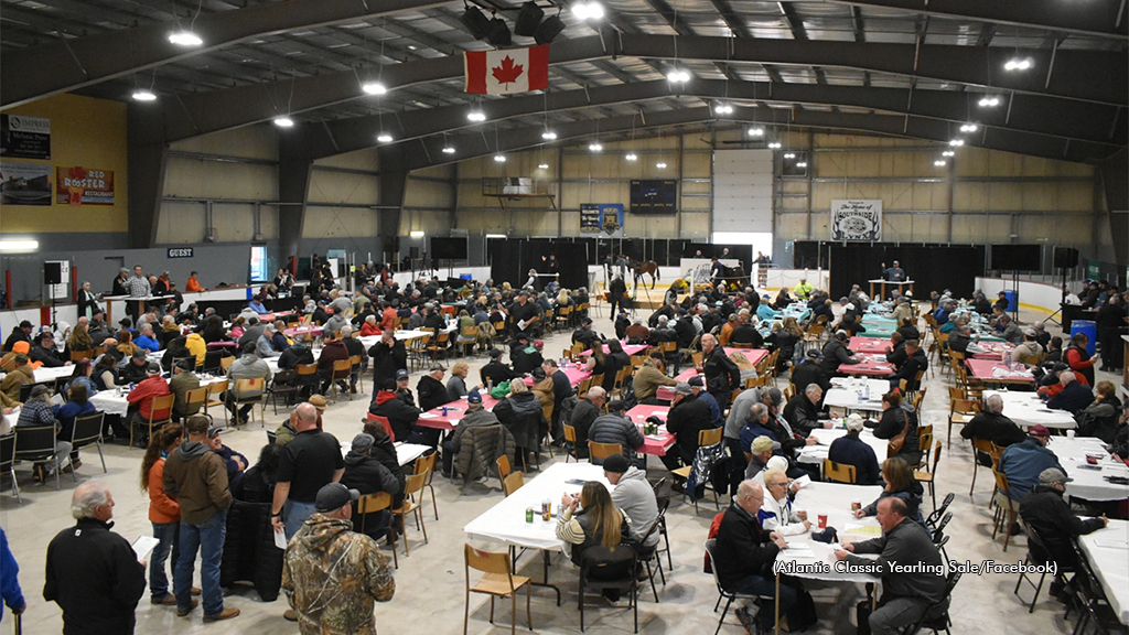 A view of the 2024 Atlantic Classic Yearling Sale underway