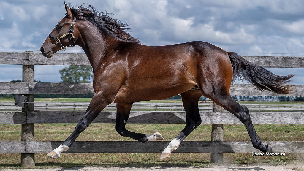 D A Mindcraft as a yearling