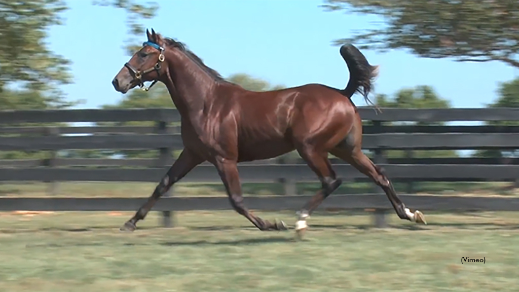 Elixir as a yearling