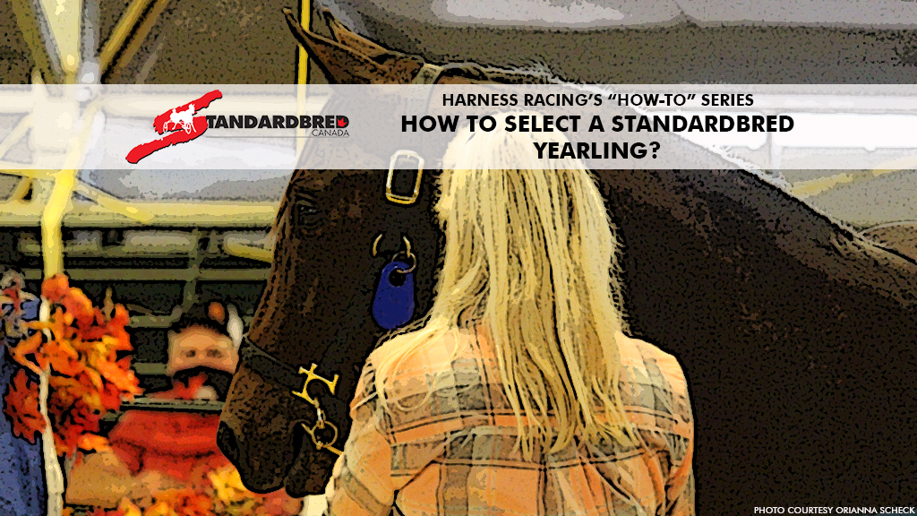How To Selection A Standardbred Yearling?