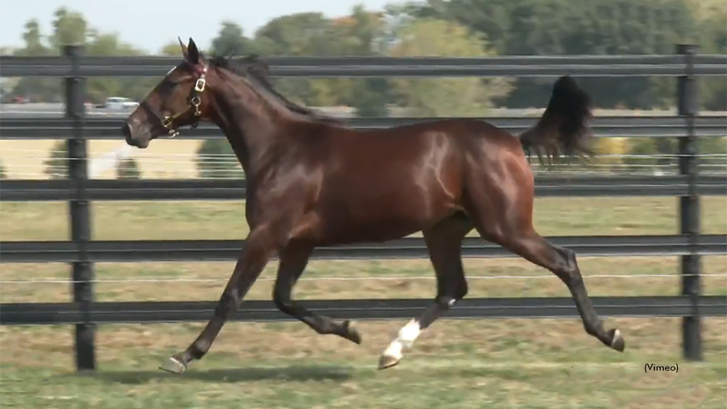 Ponda Light as a yearling