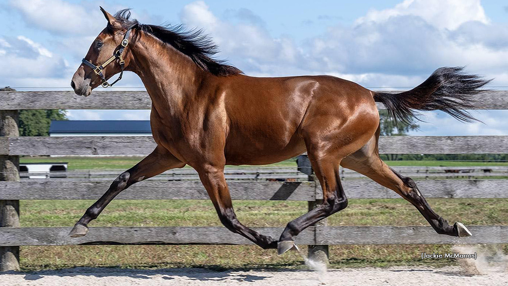 Roca as a yearling