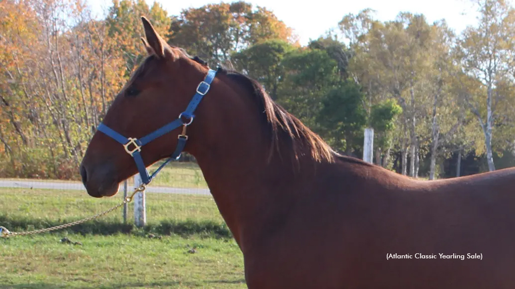 Tobins Swiftie as a yearling
