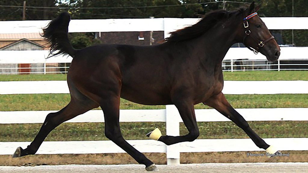 Climatic Hanover as a yearling