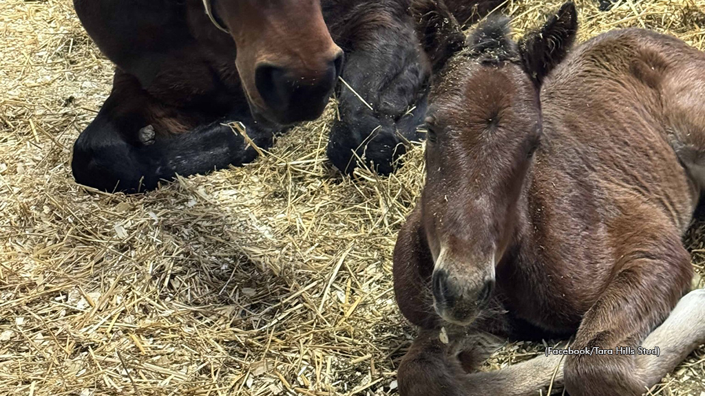 Beau Jangles' full sister, a filly by Cattlewash out of Mrs Major Hill.