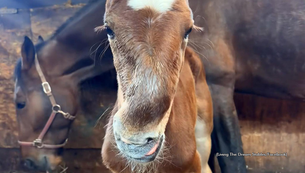 A Somewhere Fancy-Lady Willa colt with wry nose