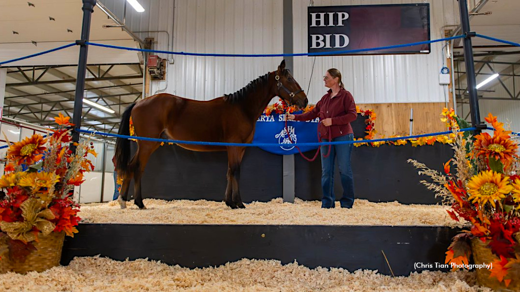 ASHA yearling sale ring