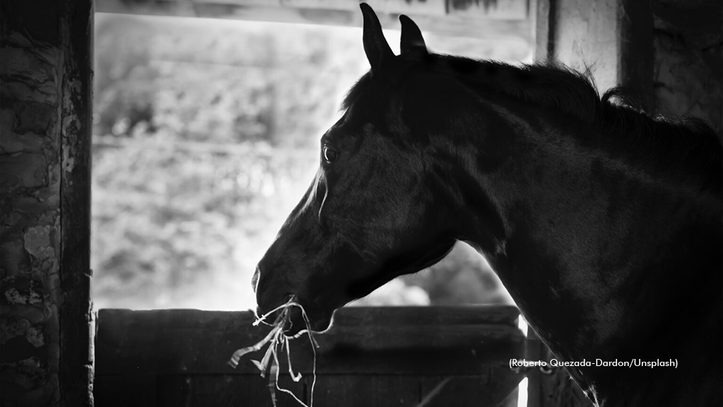 A horse eating hay