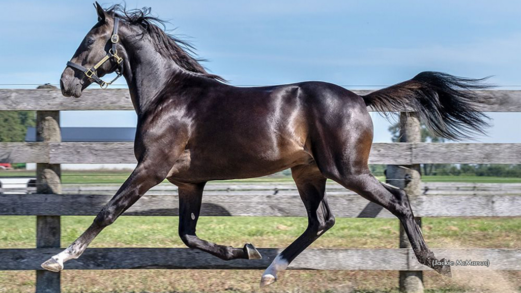 Playful Dancer as a yearling
