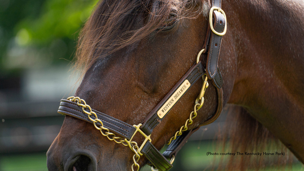 Western Dreamer at The Kentucky Horse Park