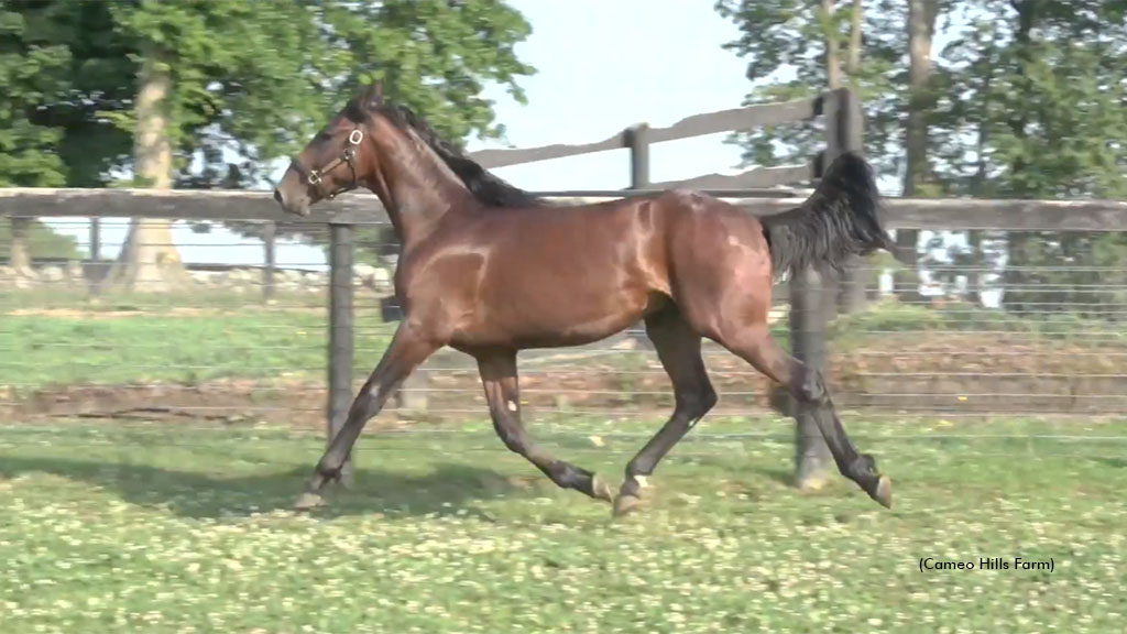 One Adam Twelve as a yearling