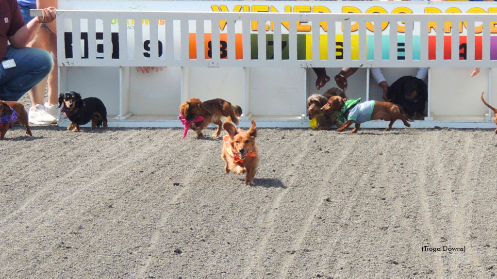 Wiener Dog races at Tioga Downs