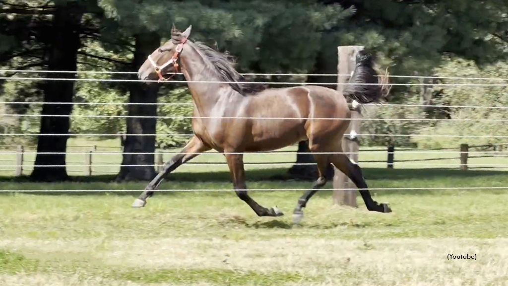 Good To Great as a yearling
