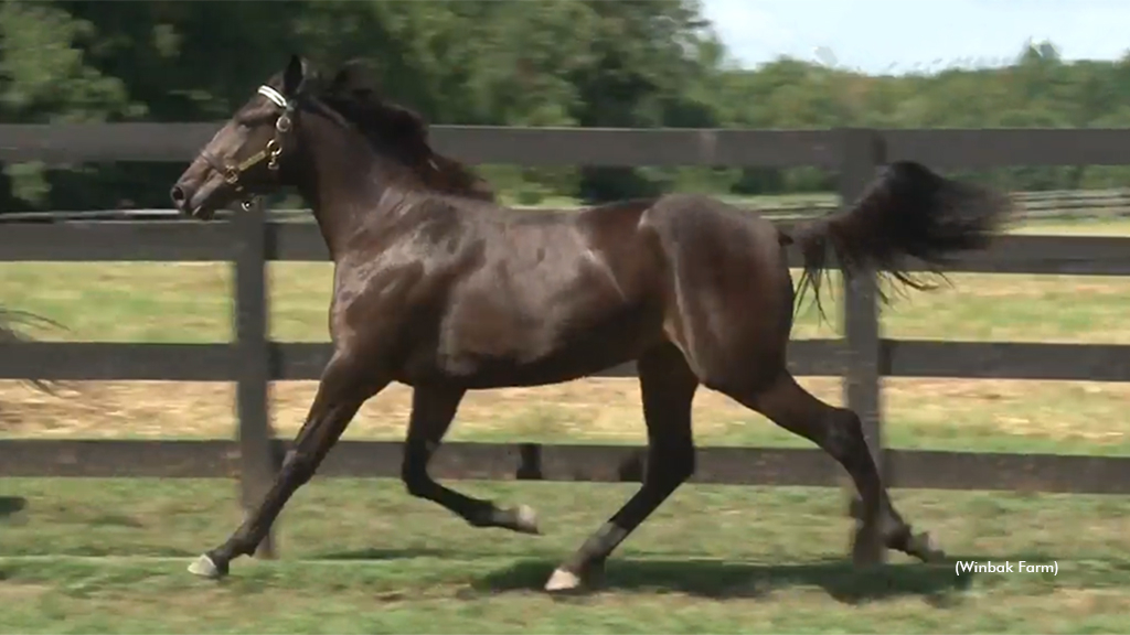 Shes So Sharp as a yearling