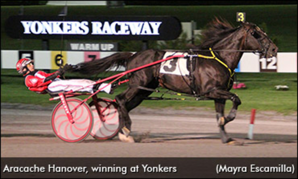 Twelve To Gold Cup And Saucer Standardbred Canada