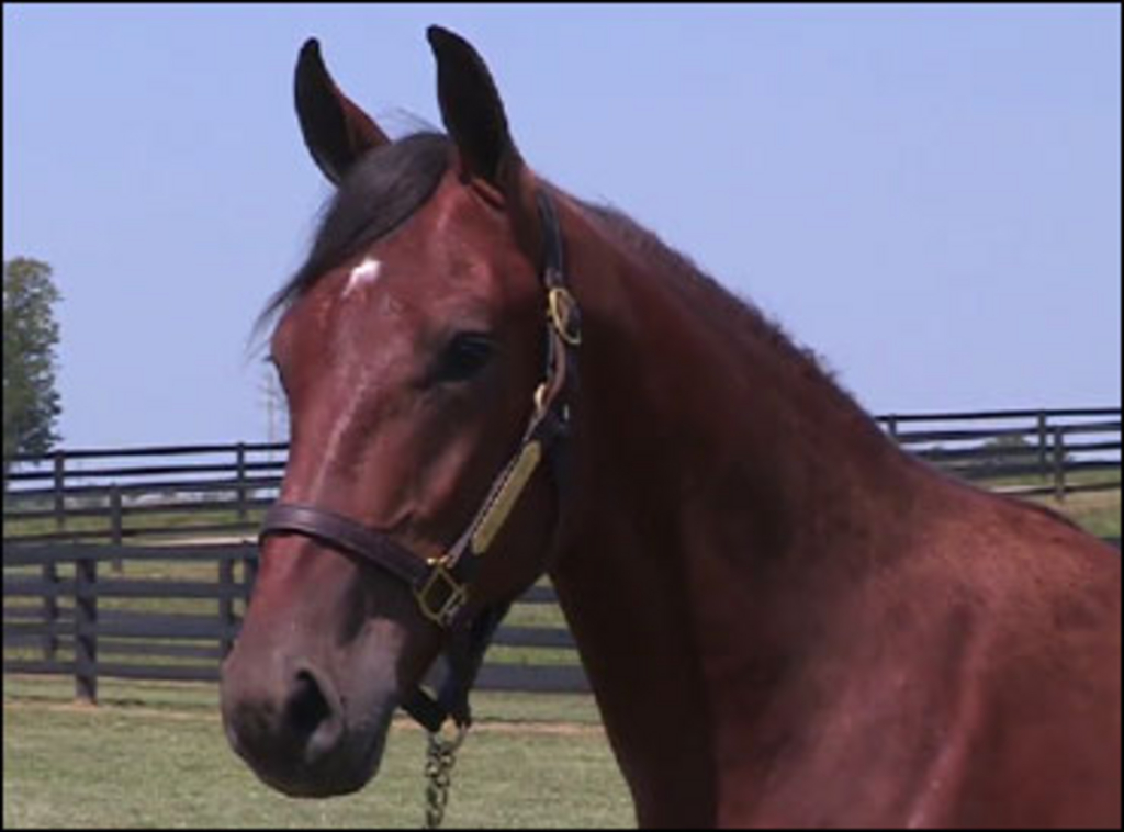 BlockingTheWay-yearling.jpg