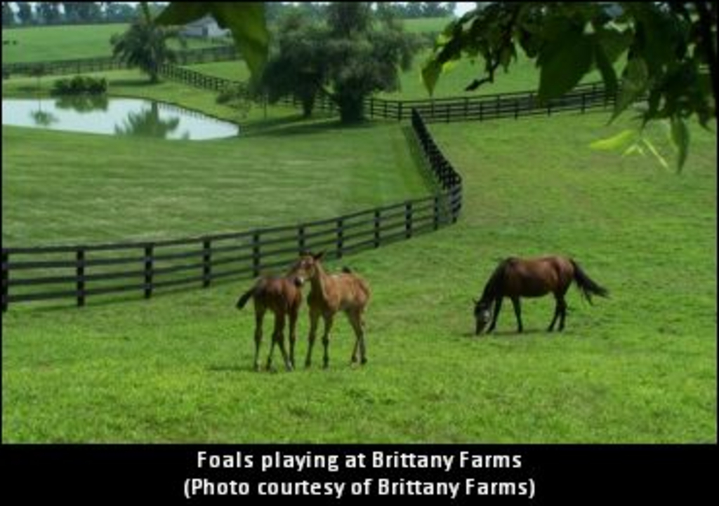 BrittanyFarms01.jpg