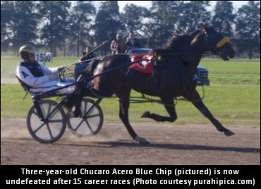 ChucaroAceroBlueChip-01.jpg