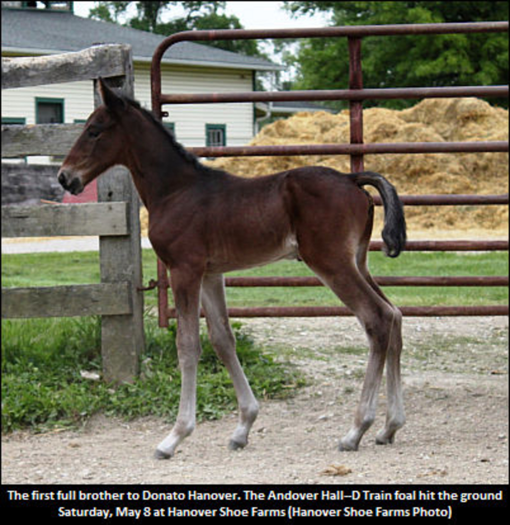 Donato-Hanover-Full-Little-Bro.jpg